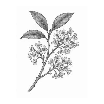 Osmanthus Absolute
