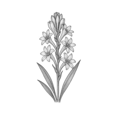 Tuberose Absolute