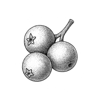 Essence de baies de Genièvre