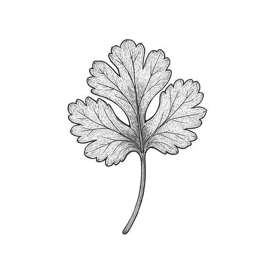 Essence de Coriandre