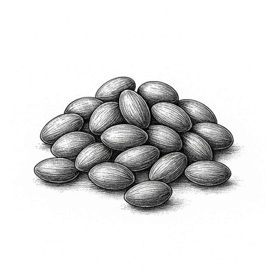 Essence de graines d’Ambrette