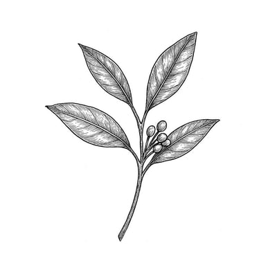 Essence de petit-grain Citronnier