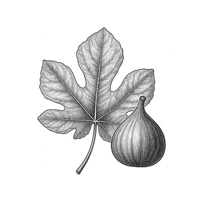 Feuille de Figuier