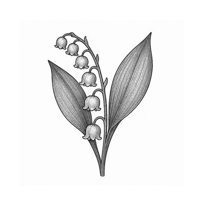 Lily of the Valley